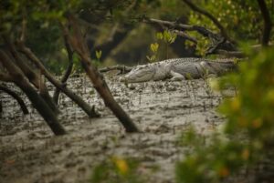The Alligator Alcatraz Shutdown, A Victory for Nature or a Security Risk